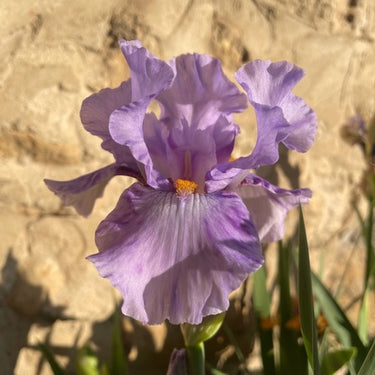 Bearded Iris 'Elainealope'